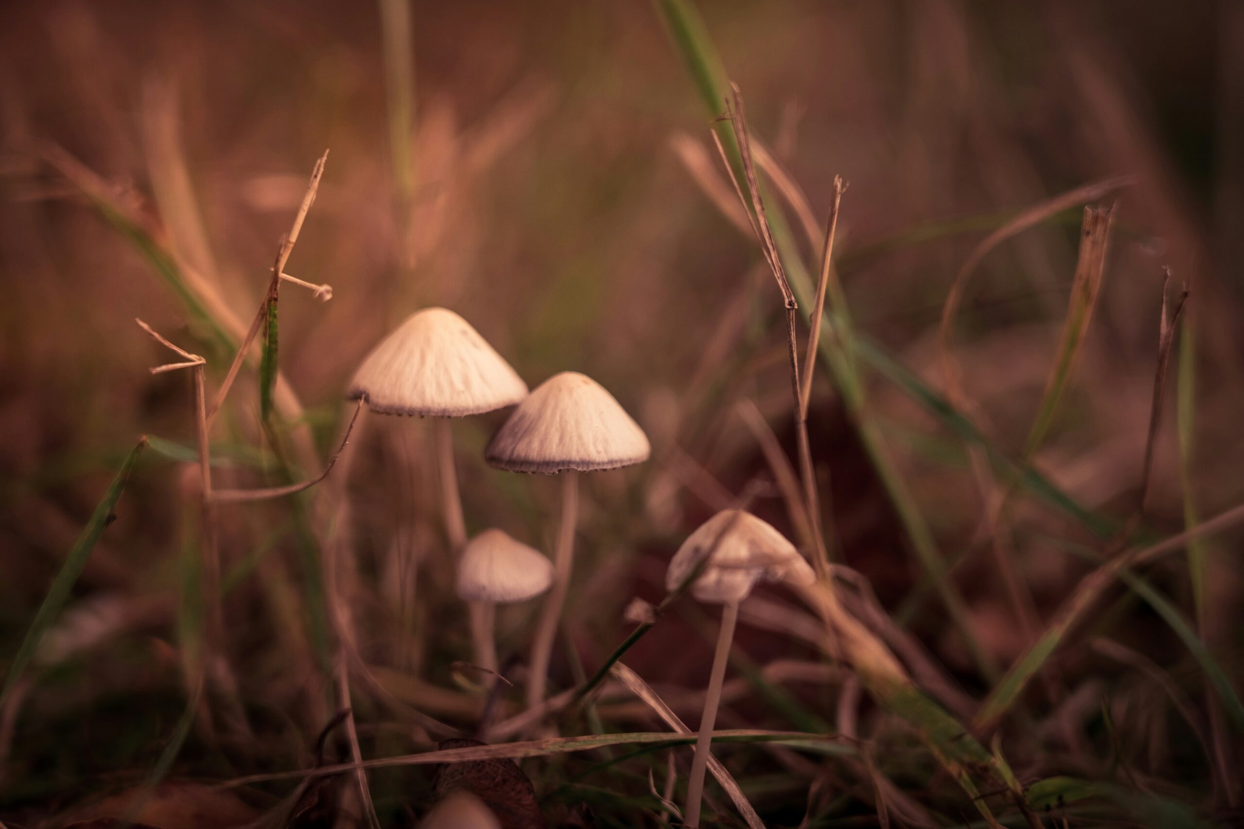 Close-up of magic mushrooms highlighting their vibrant colors, representing the effects discussed in 'How Long Does It Take for Shrooms to Kick In?'